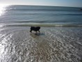 /album/fotogaleria/dixie1-jpg1/