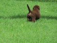 /album/fotogaleria/choco-jpg1/