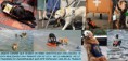 /album/fotogaleria/perrostrabajando-jpg/